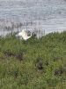 Filename=JS_Crane.jpg
Filesize=202KiB
Dimensions=540x720
Date added=Sep 25, 2024 JS_Crane.jpg