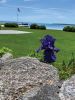 JenShepley_060426.jpg