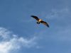 Filename=JenShepley_082825.jpg
Filesize=40KiB
Dimensions=960x720
Date added=Aug 27, 2025 JenShepley_082825.jpg