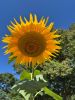 Filename=JenShepley_Sunfower.jpg
Filesize=113KiB
Dimensions=540x720
Date added=Sep 03, 2025 JenShepley_Sunfower.jpg