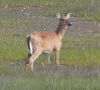 Filename=Livingstone_DEER-IN-THE-MARSH.jpg
Filesize=99KiB
Dimensions=648x589
Date added=Jul 03, 2025 Livingstone_DEER-IN-THE-MARSH.jpg