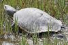 Filename=Livingstone_TURTLE-6_27_25-MARSH.jpg
Filesize=119KiB
Dimensions=648x432
Date added=Jul 03, 2025 Livingstone_TURTLE-6_27_25-MARSH.jpg