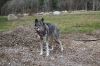 Filename=MLT-Dog-Walk-050125-Mick-2039.jpg
Filesize=337KiB
Dimensions=1080x720
Date added=Apr 30, 2025 MLT-Dog-Walk-050125-Mick-2039.jpg
