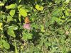 Filename=MNHM_3840.jpg
Filesize=276KiB
Dimensions=960x720
Date added=Jul 23, 2025 MNHM_3840.jpg