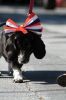 Filename=MR_4th_parade_2861.jpg
Filesize=65KiB
Dimensions=480x720
Date added=Jul 06, 2017 MR_4th_parade_2861.jpg