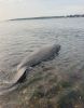 Filename=Manatee_06.jpg
Filesize=92KiB
Dimensions=568x720
Date added=Aug 14, 2025 Manatee_06.jpg
