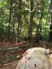 Filename=Mushroom_7483.jpg
Filesize=105KiB
Dimensions=540x720
Date added=Sep 17, 2025 Mushroom_7483.jpg