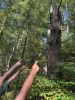 Filename=Mushroom_7524.jpg
Filesize=211KiB
Dimensions=540x720
Date added=Sep 17, 2025 Mushroom_7524.jpg