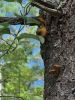 Filename=Mushroom_7527.jpg
Filesize=151KiB
Dimensions=540x720
Date added=Sep 17, 2025 Mushroom_7527.jpg