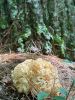 Filename=Mushroom_7543.jpg
Filesize=131KiB
Dimensions=540x720
Date added=Sep 17, 2025 Mushroom_7543.jpg
