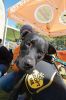 Filename=Oktopurfest_4804.jpg
Filesize=110KiB
Dimensions=480x720
Date added=Oct 22, 2015 Oktopurfest_4804.jpg