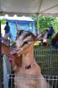 Filename=RCF_2014_0064.jpg
Filesize=147KiB
Dimensions=648x972
Date added=Aug 19, 2014 RCF_2014_0064.jpg