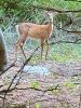 Filename=RobertPina_Deer.jpg
Filesize=162KiB
Dimensions=540x720
Date added=Sep 17, 2025 RobertPina_Deer.jpg