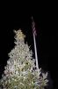 Filename=Roch-Tree-120723-7477.jpg
Filesize=81KiB
Dimensions=480x720
Date added=Dec 06, 2023 Roch-Tree-120723-7477.jpg