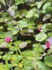 Filename=Rochester-Pond.jpg
Filesize=121KiB
Dimensions=540x720
Date added=Jun 18, 2025 Rochester-Pond.jpg