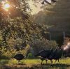 Shepley_Turkeys.jpg