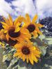 Filename=Sunflower-2_3MB-by-Don-Cuddy.jpg
Filesize=125KiB
Dimensions=540x720
Date added=Sep 20, 2023 Sunflower-2_3MB-by-Don-Cuddy.jpg