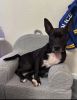 Filename=TessaMattapoisettDog.jpg
Filesize=85KiB
Dimensions=555x720
Date added=Mar 05, 2025 TessaMattapoisettDog.jpg
