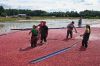 Filename=CranberryPicking1.jpg
Filesize=371KiB
Dimensions=900x600
Date added=Oct 03, 2007 CranberryPicking1.jpg