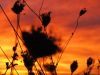 Filename=sunrise.jpg
Filesize=62KiB
Dimensions=960x720
Date added=Oct 11, 2011 sunrise.jpg