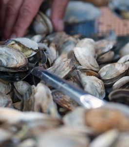 normal_Clambake4088_0818
