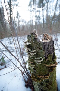 WoodsWalk_15
