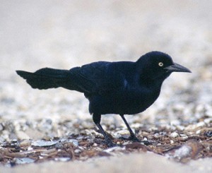 Common-Grackle-3_ClipArt.com_U