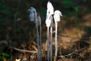 Hike_Dogget_3332