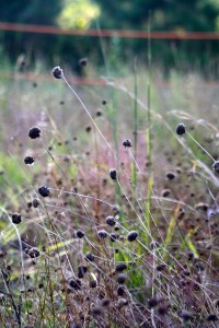 Hike_Dogget_3347