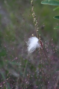Hike_Dogget_3348