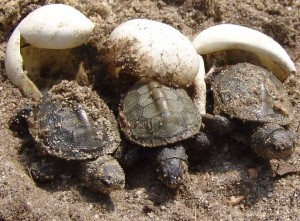 Baby_Turtles