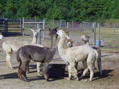 National Alpaca Farm Day 
Faith Ball took these photos at the Pine Meadows Alpacas celebration of National Alpaca Farm Day in Mattapoisett this weekend.
