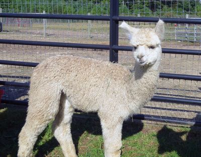 National Alpaca Farm Day 
Faith Ball took these photos at the Pine Meadows Alpacas celebration of National Alpaca Farm Day in Mattapoisett this weekend.
