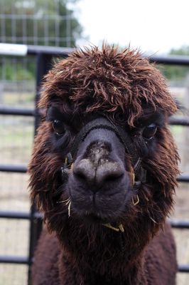 Alpacapalooza! 
Pine Meadows Farm in Mattapoisett is home to some 17 alpacas. Owners Heidi and Jeff Paine opened up the farm to the public over the weekend once the weather cleared. Saturday the alpacas were still drying off from the rain, but by Sunday their fleece was 
