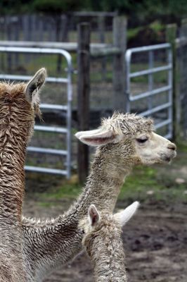 Alpacapalooza! 
Pine Meadows Farm in Mattapoisett is home to some 17 alpacas. Owners Heidi and Jeff Paine opened up the farm to the public over the weekend once the weather cleared. Saturday the alpacas were still drying off from the rain, but by Sunday their fleece was again fluffy and soft. Photos by Jean Perry
