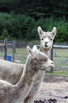 Alpacapalooza! 
Pine Meadows Farm in Mattapoisett is home to some 17 alpacas. Owners Heidi and Jeff Paine opened up the farm to the public over the weekend once the weather cleared. Saturday the alpacas were still drying off from the rain, but by Sunday their fleece was again fluffy and soft. Photos by Jean Perry
