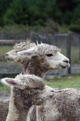 Alpacapalooza! 
Pine Meadows Farm in Mattapoisett is home to some 17 alpacas. Owners Heidi and Jeff Paine opened up the farm to the public over the weekend once the weather cleared. Saturday the alpacas were still drying off from the rain, but by Sunday their fleece was again fluffy and soft. Photos by Jean Perry
