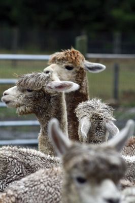 Alpacapalooza! 
Pine Meadows Farm in Mattapoisett is home to some 17 alpacas. Owners Heidi and Jeff Paine opened up the farm to the public over the weekend once the weather cleared. Saturday the alpacas were still drying off from the rain, but by Sunday their fleece was again fluffy and soft. Photos by Jean Perry
