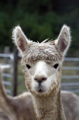 Alpacapalooza! 
Pine Meadows Farm in Mattapoisett is home to some 17 alpacas. Owners Heidi and Jeff Paine opened up the farm to the public over the weekend once the weather cleared. Saturday the alpacas were still drying off from the rain, but by Sunday their fleece was again fluffy and soft. Photos by Jean Perry
