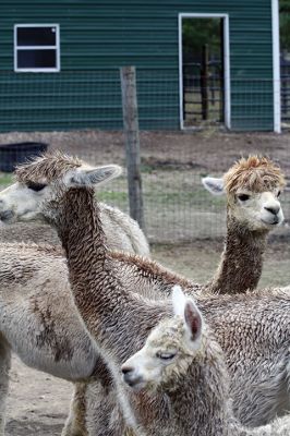 Alpacapalooza! 
Pine Meadows Farm in Mattapoisett is home to some 17 alpacas. Owners Heidi and Jeff Paine opened up the farm to the public over the weekend once the weather cleared. Saturday the alpacas were still drying off from the rain, but by Sunday their fleece was again fluffy and soft. Photos by Jean Perry
