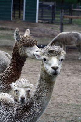 Alpacapalooza! 
Pine Meadows Farm in Mattapoisett is home to some 17 alpacas. Owners Heidi and Jeff Paine opened up the farm to the public over the weekend once the weather cleared. Saturday the alpacas were still drying off from the rain, but by Sunday their fleece was again fluffy and soft. Photos by Jean Perry
