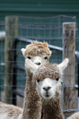 Alpacapalooza! 
Pine Meadows Farm in Mattapoisett is home to some 17 alpacas. Owners Heidi and Jeff Paine opened up the farm to the public over the weekend once the weather cleared. Saturday the alpacas were still drying off from the rain, but by Sunday their fleece was again fluffy and soft. Photos by Jean Perry
