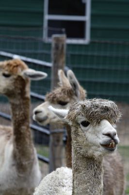 Alpacapalooza! 
Pine Meadows Farm in Mattapoisett is home to some 17 alpacas. Owners Heidi and Jeff Paine opened up the farm to the public over the weekend once the weather cleared. Saturday the alpacas were still drying off from the rain, but by Sunday their fleece was again fluffy and soft. Photos by Jean Perry
