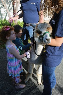 Good News
On October 14, Jeff and Lauren Paine of Pine Meadow Farms in Mattapoisett brought Alpacas “Good News,” a two-year-old male, and “Patience,” a 10-year-old female, to the Loft School in Marion, where Debbi Dyson's Pre-K class has been learning about Peru and the country’s alpacas and llamas. Pine Meadow will host an Open House on October 30. Photos by Mick Colageo
