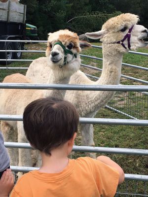 Paca Run
September 25 found animal lovers of all ages visiting alpaca farms throughout the region in a game called “Paca Run.” Mattapoisett’s Pine Meadows Farm participated in the event, which included five farms where folks could pick up playing cards. At the end of the two-day event coinciding with National Alpaca Farm Days, the best “Hand” won prizes. But, really, the big winners were the alpacas themselves, who received bountiful treats from their admirers throughout the weekend. Photos by Marilou Newell
