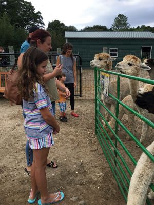 Paca Run
September 25 found animal lovers of all ages visiting alpaca farms throughout the region in a game called “Paca Run.” Mattapoisett’s Pine Meadows Farm participated in the event, which included five farms where folks could pick up playing cards. At the end of the two-day event coinciding with National Alpaca Farm Days, the best “Hand” won prizes. But, really, the big winners were the alpacas themselves, who received bountiful treats from their admirers throughout the weekend. Photos by Marilou Newell
