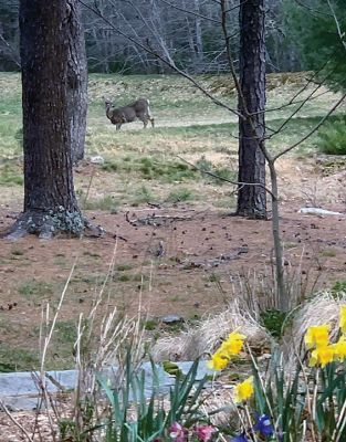 Wildlife
Folks on Facebook shared pictures f the Wildlife they have seen in their yards.
