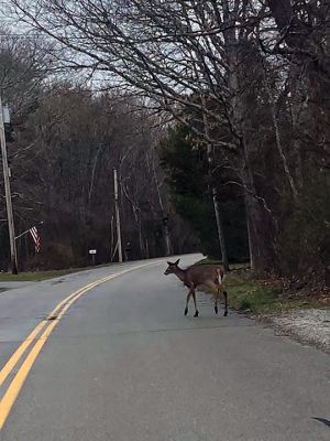 Wildlife
Folks on Facebook shared pictures f the Wildlife they have seen in their yards.
