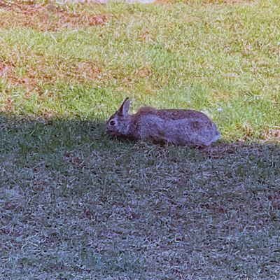 Wildlife
Folks on Facebook shared pictures f the Wildlife they have seen in their yards.
