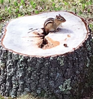 Wildlife
Folks on Facebook shared pictures f the Wildlife they have seen in their yards.
